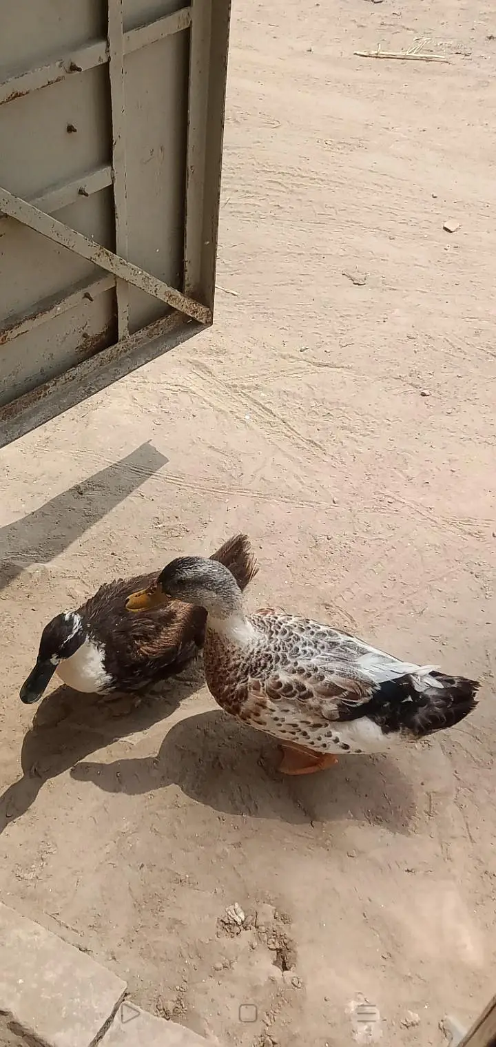 بتخ ہ03007220289 — photo 4