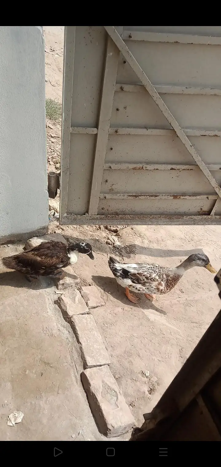 بتخ ہ03007220289 — photo 5