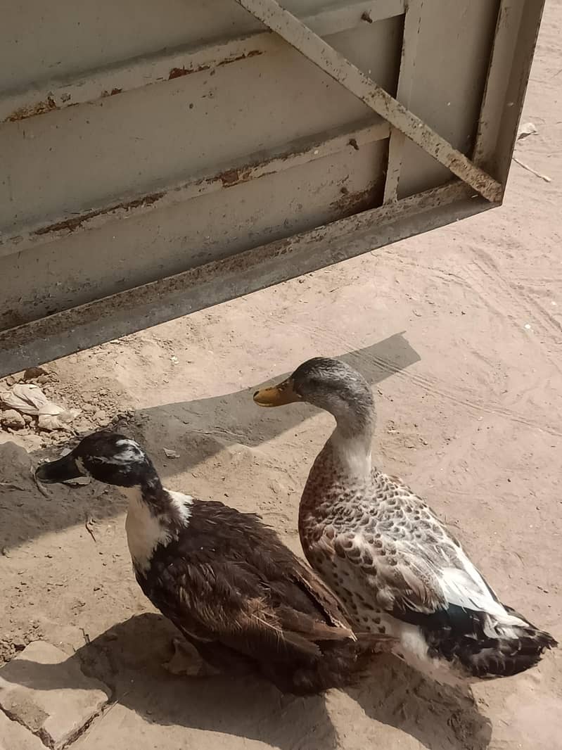 بتخ ہ03007220289 5