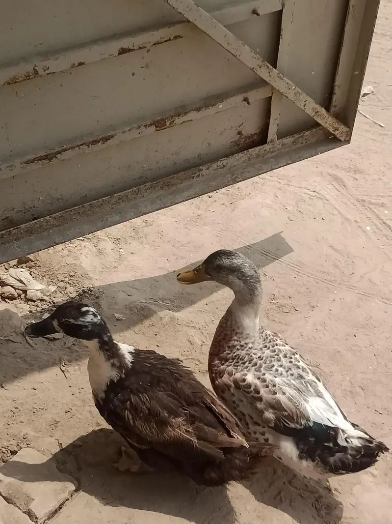 بتخ ہ03007220289 — photo 6