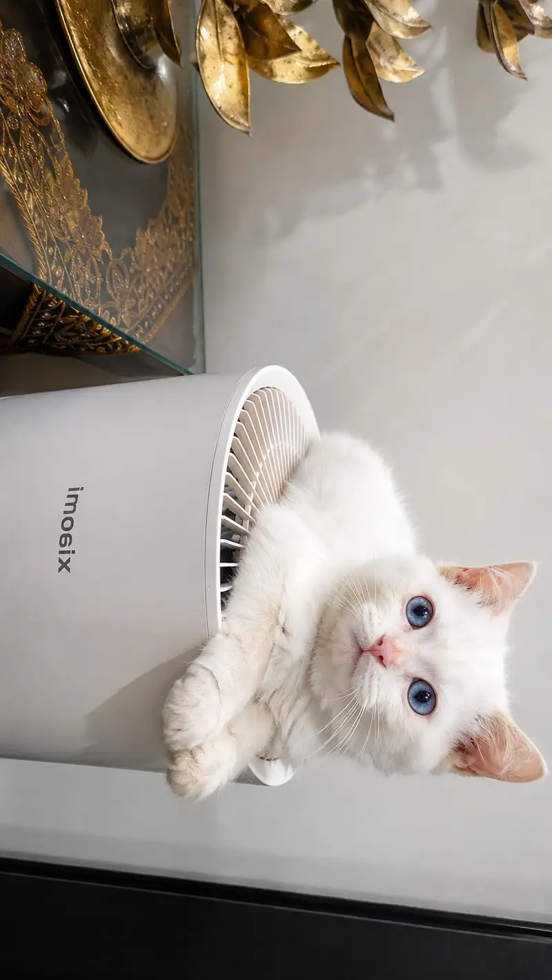 PERSIAN — photo 3