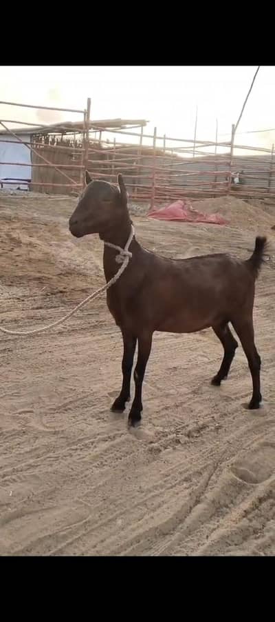 2 Teddy female | 2 female kids |4Dant | Goat for sale |