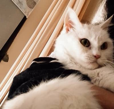 Persian cat