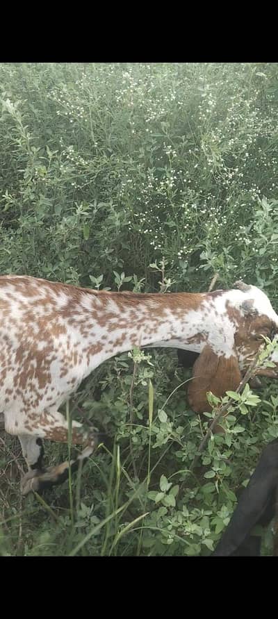 Top Quality Makkhi Cheeni Beetal Goat For Sale in Kasur