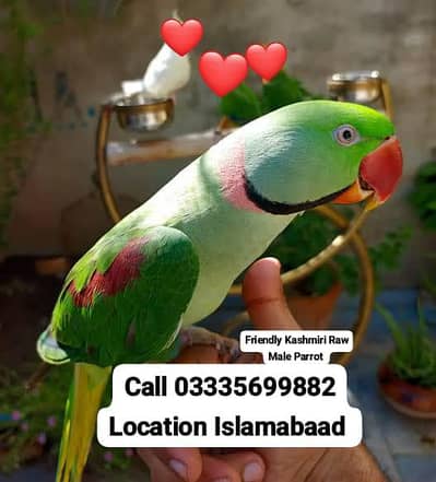 Hand Tamed Full Friendly 3 Year's Kashmiri Raw Male Parrot