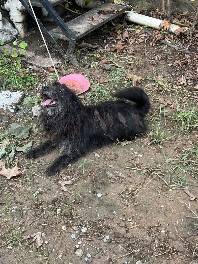 Poodle , sheepdog — photo 3
