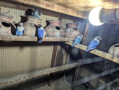 Blue vilot pasnata with adult chix