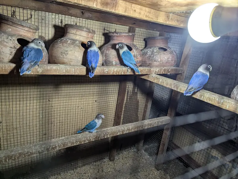 Blue vilot pasnata with adult chix — photo 2