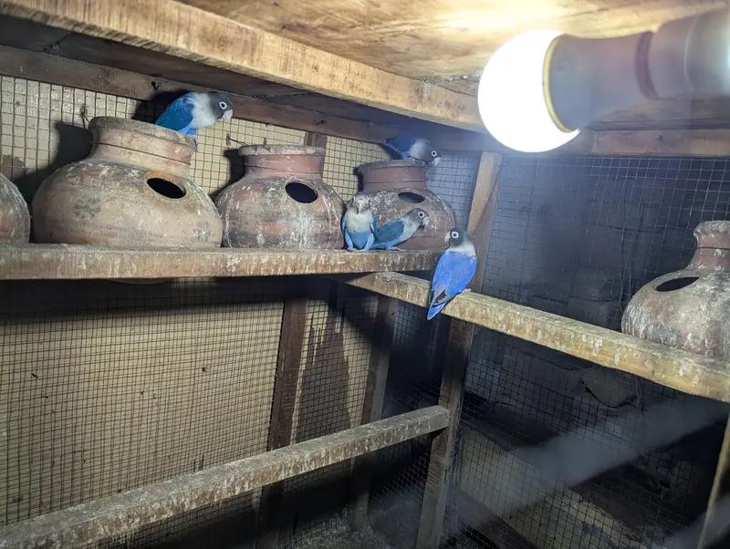 Blue vilot pasnata with adult chix — photo 3