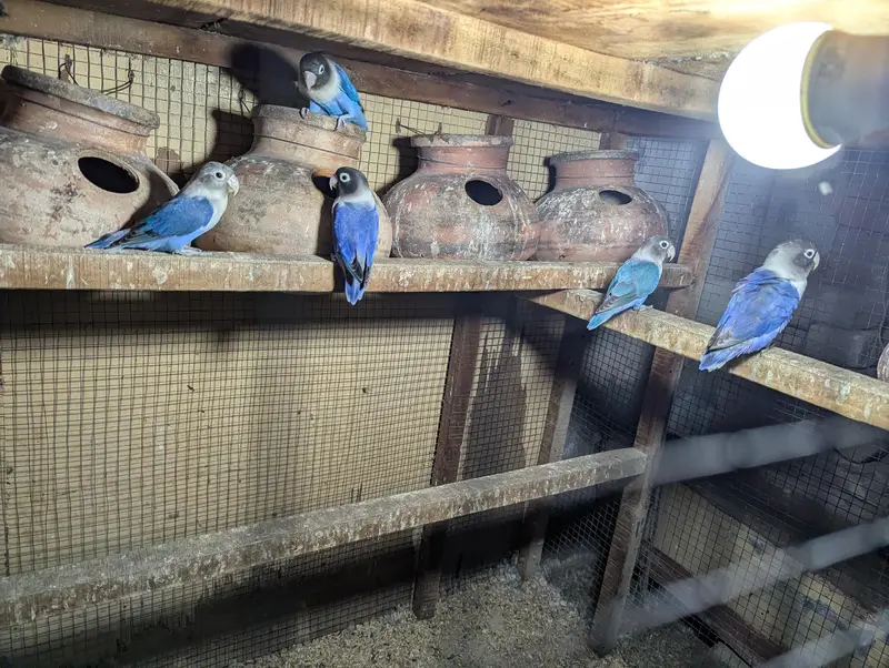 Blue vilot pasnata with adult chix — photo 4