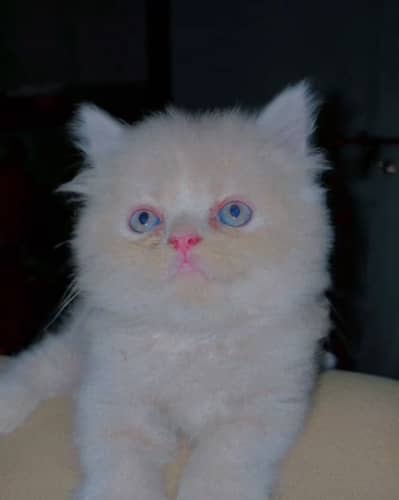 Golden Persian cat kitten triple coated