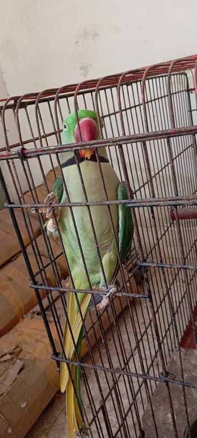 Raw parrot