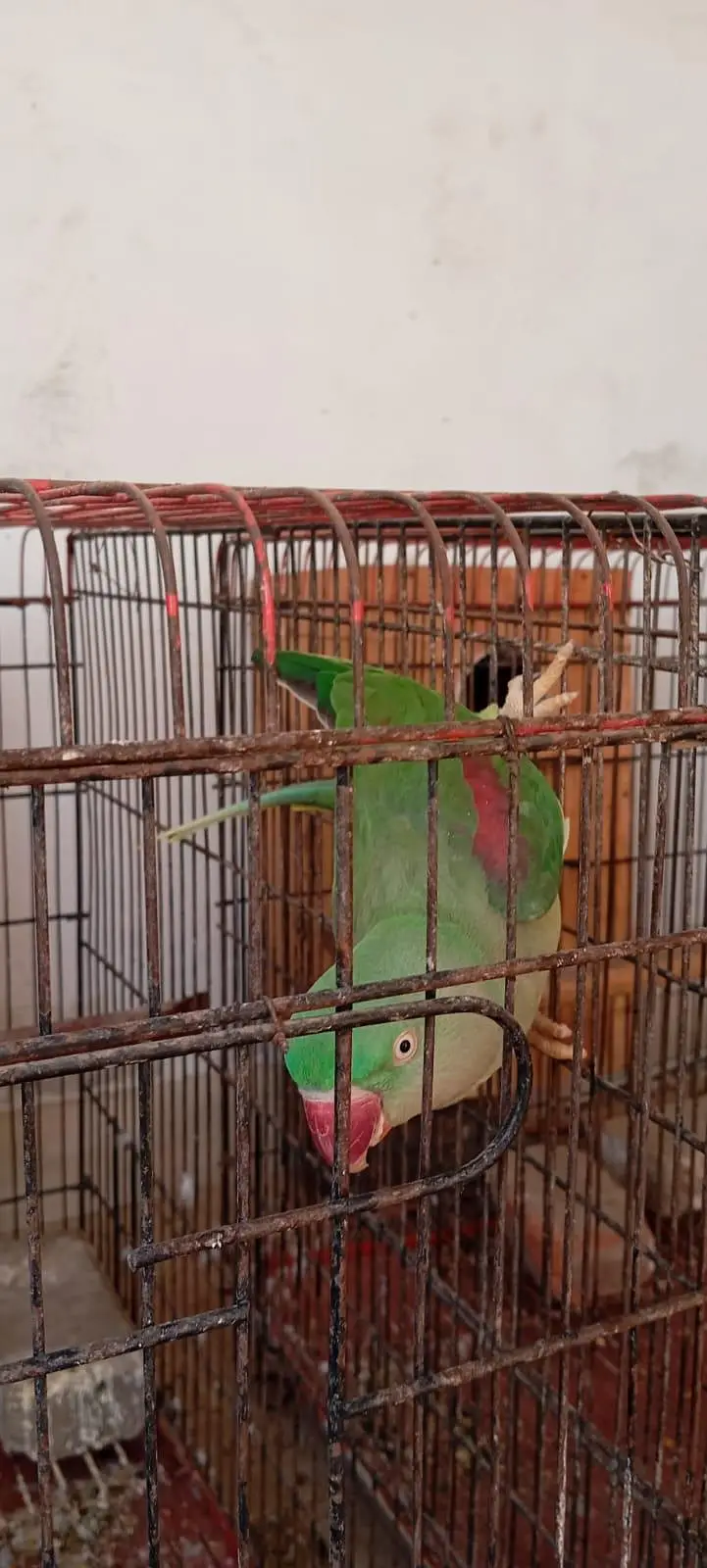 Raw parrot — photo 2