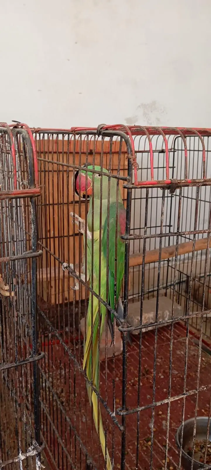 Raw parrot — photo 3