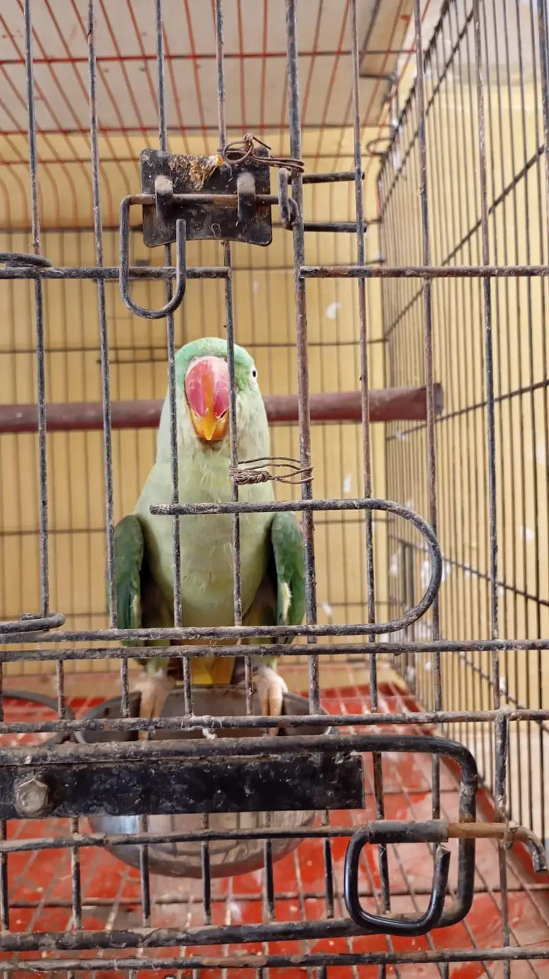 Raw parrot — photo 4