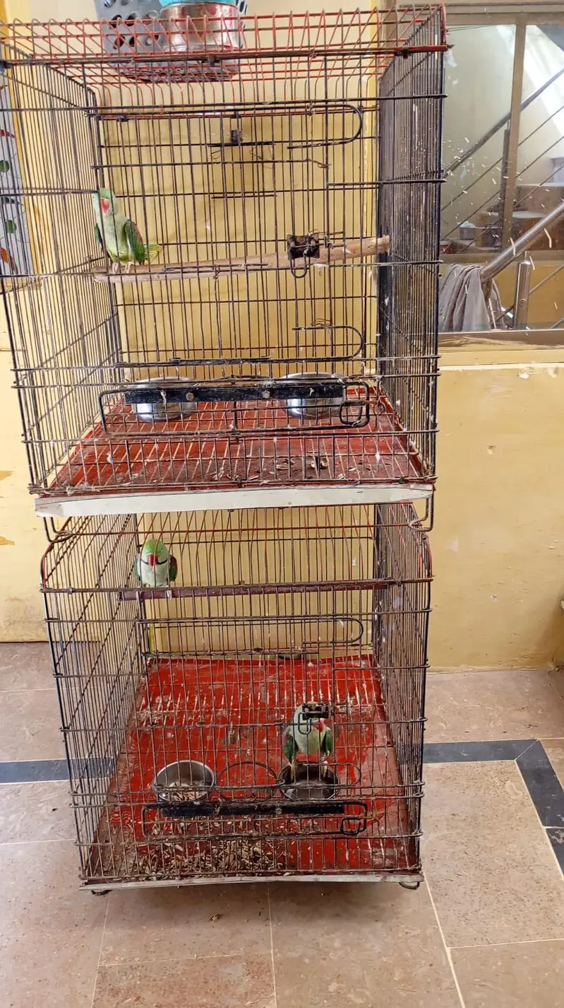 Raw parrot — photo 5