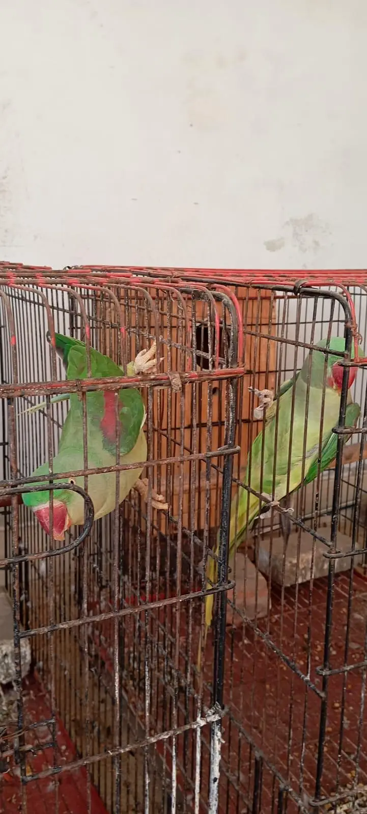 Raw parrot — photo 6