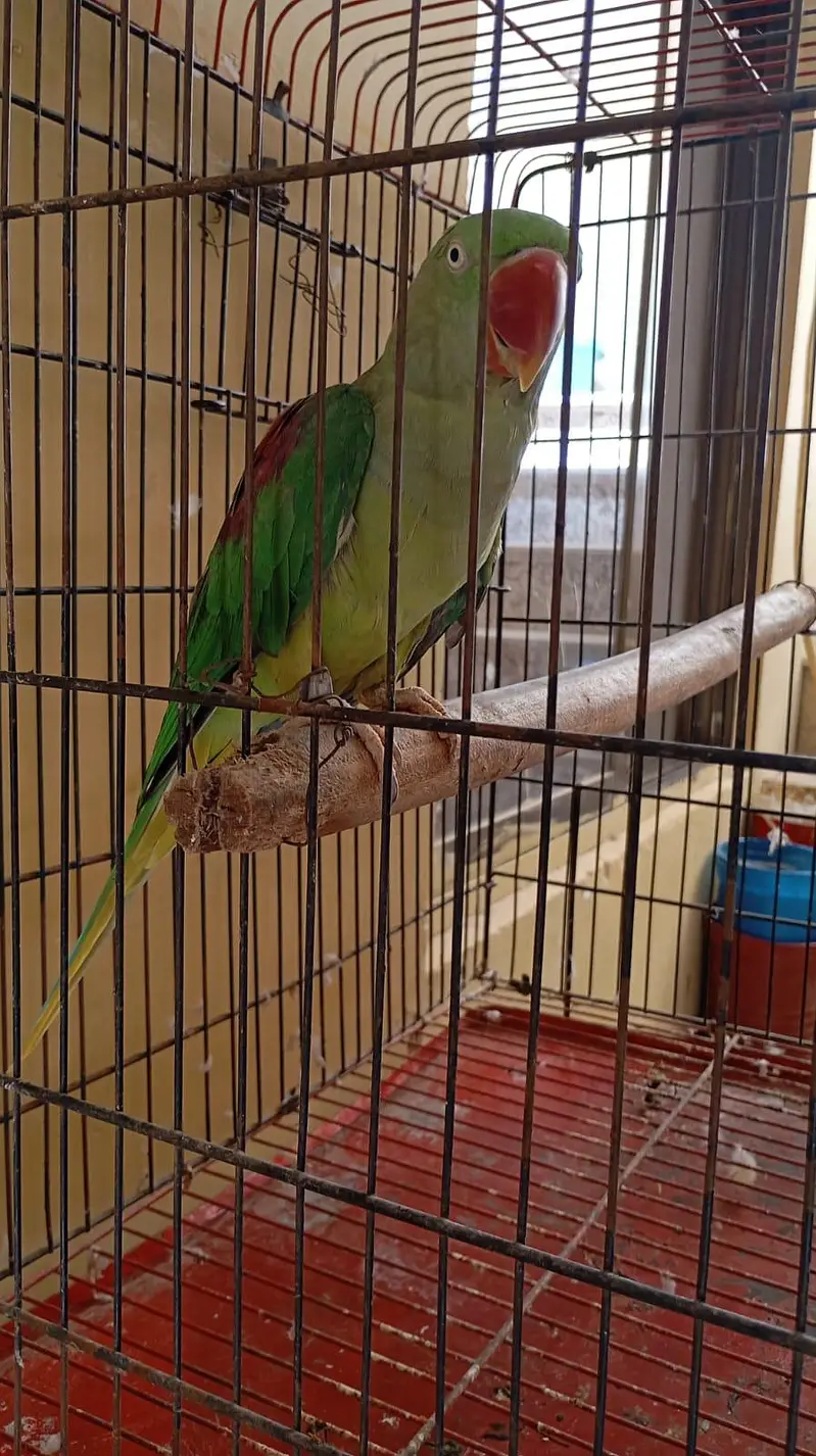 Raw parrot — photo 7