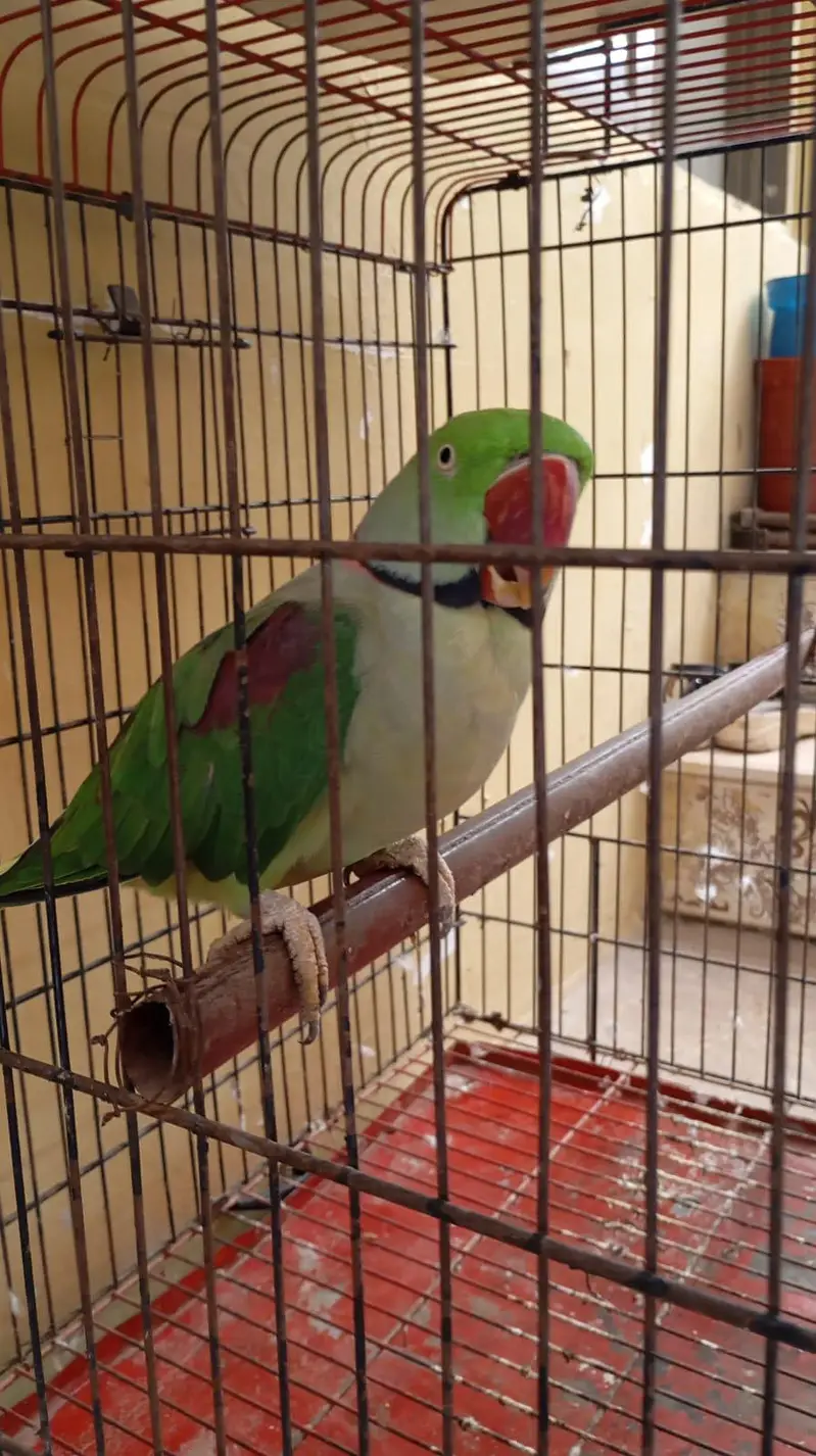 Raw parrot — photo 8