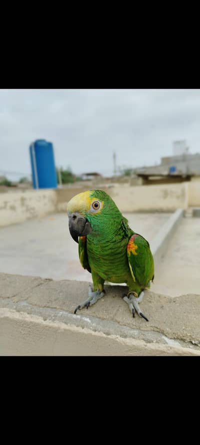 Amazon grey parrot macaw sunconour ringneck rump cocktail lorry pahari