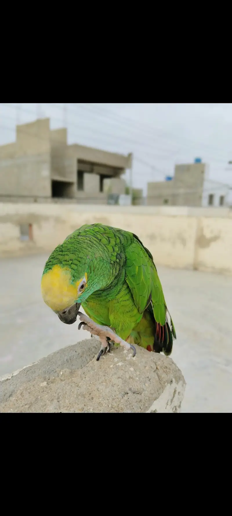 Amazon grey parrot macaw sunconour ringneck rump cocktail lorry pahari — photo 2