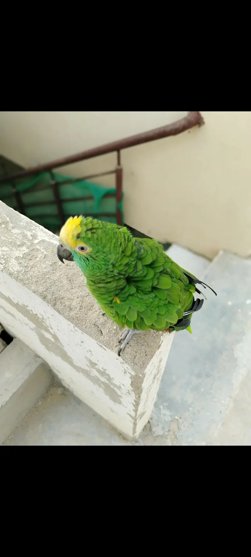 Amazon grey parrot macaw sunconour ringneck rump cocktail lorry pahari — photo 3