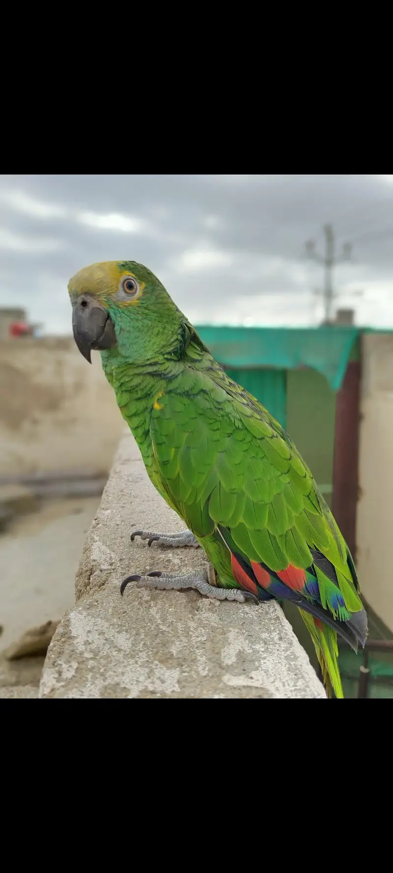 Amazon grey parrot macaw sunconour ringneck rump cocktail lorry pahari — photo 4