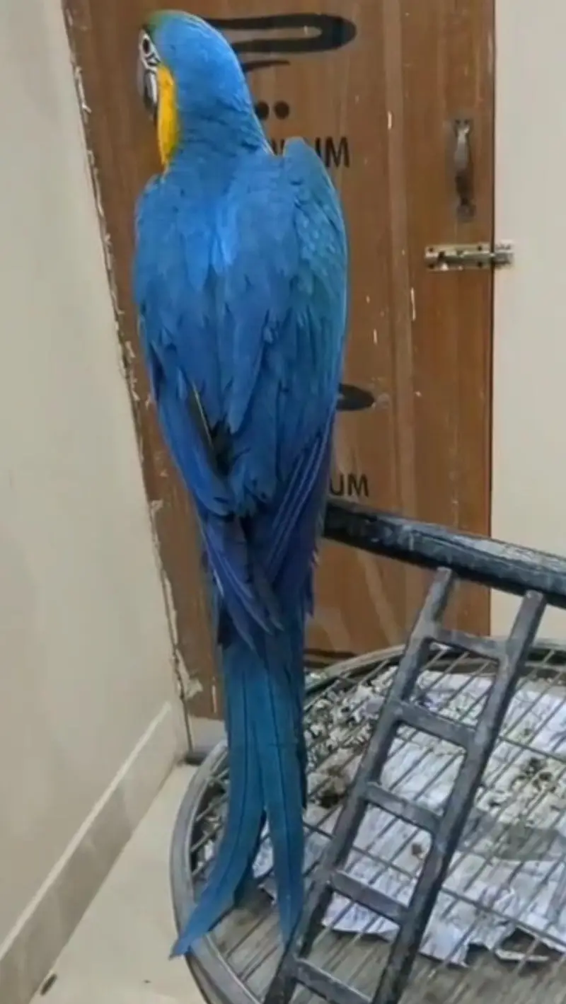Amazon grey parrot macaw sunconour ringneck rump cocktail lorry pahari — photo 5