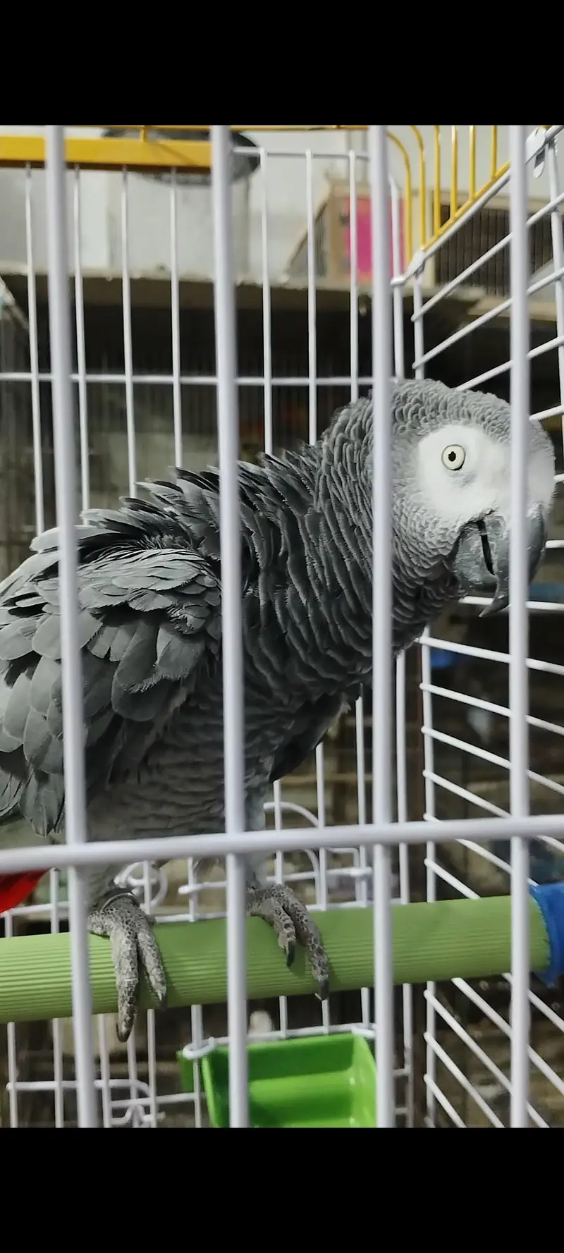 Amazon grey parrot macaw sunconour ringneck rump cocktail lorry pahari — photo 6