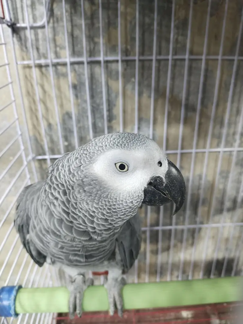 Amazon grey parrot macaw sunconour ringneck rump cocktail lorry pahari — photo 7