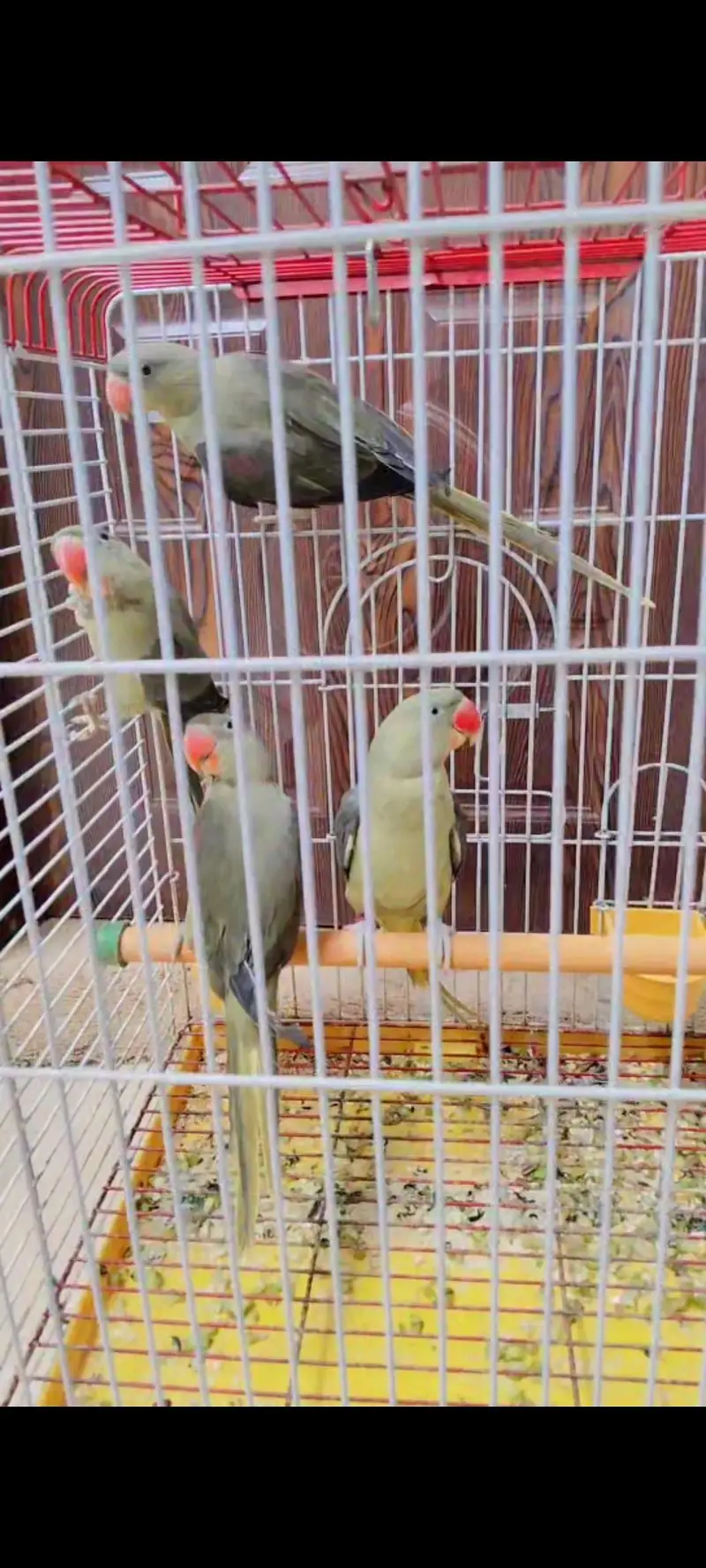 Amazon grey parrot macaw sunconour ringneck rump cocktail lorry pahari — photo 8
