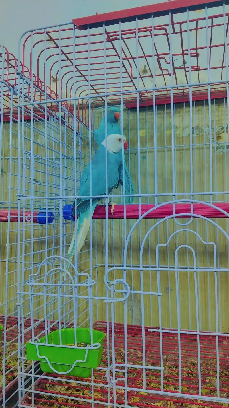Amazon grey parrot macaw sunconour ringneck rump cocktail lorry pahari — photo 9