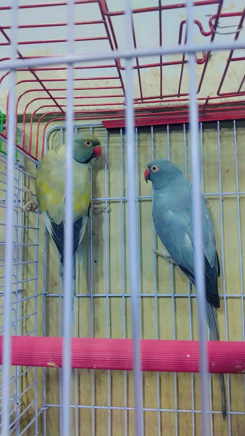 Amazon grey parrot macaw sunconour ringneck rump cocktail lorry pahari — photo 10
