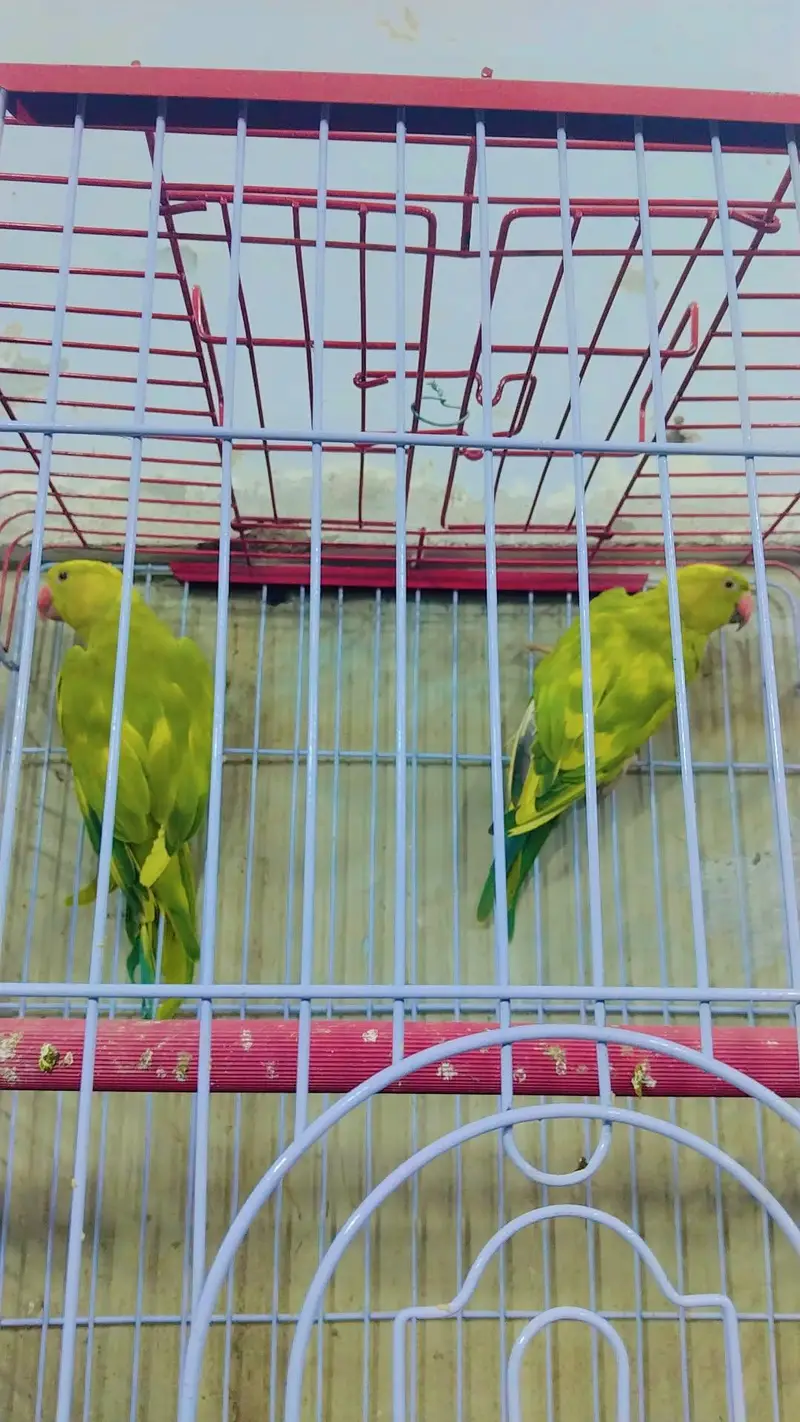 Amazon grey parrot macaw sunconour ringneck rump cocktail lorry pahari — photo 11