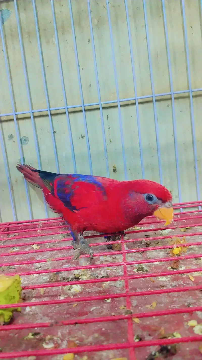 Amazon grey parrot macaw sunconour ringneck rump cocktail lorry pahari — photo 12