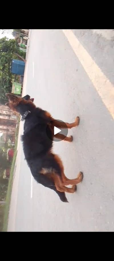 GSD female puppy