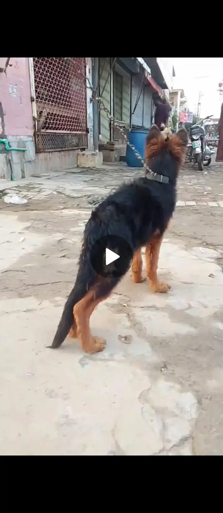 GSD female puppy — photo 2