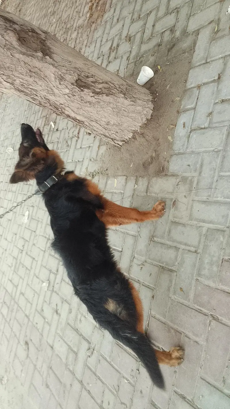 GSD female puppy — photo 3