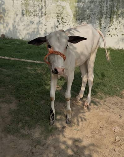Pure fateh jangi breed