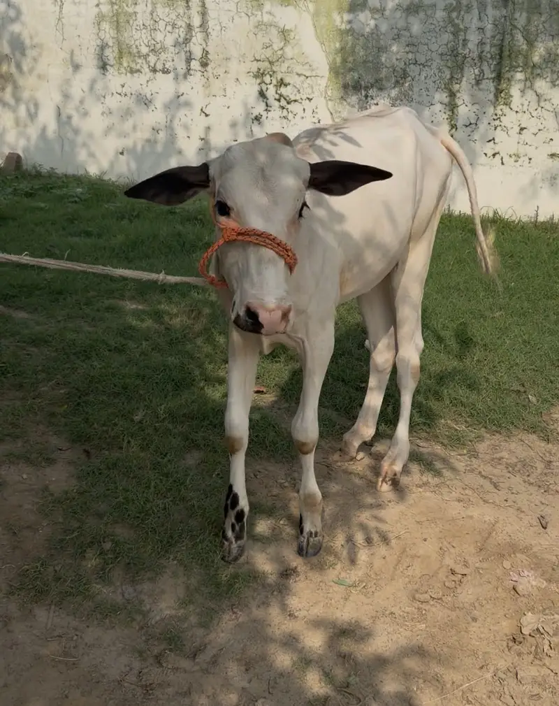 Pure fateh jangi breed