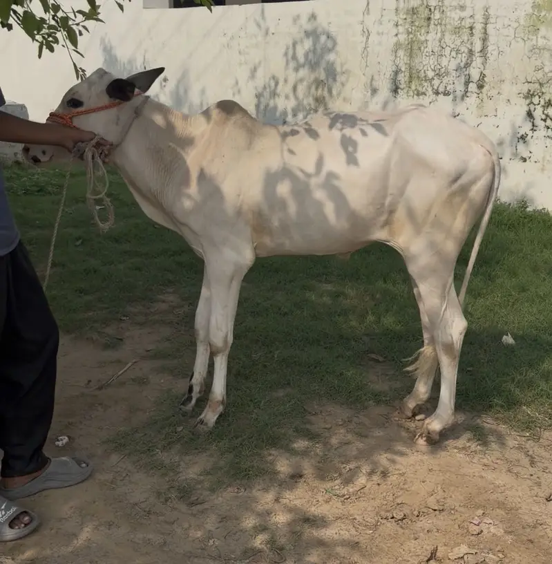 Pure fateh jangi breed — photo 2