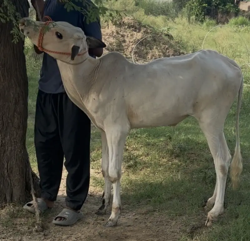 Pure fateh jangi breed — photo 3
