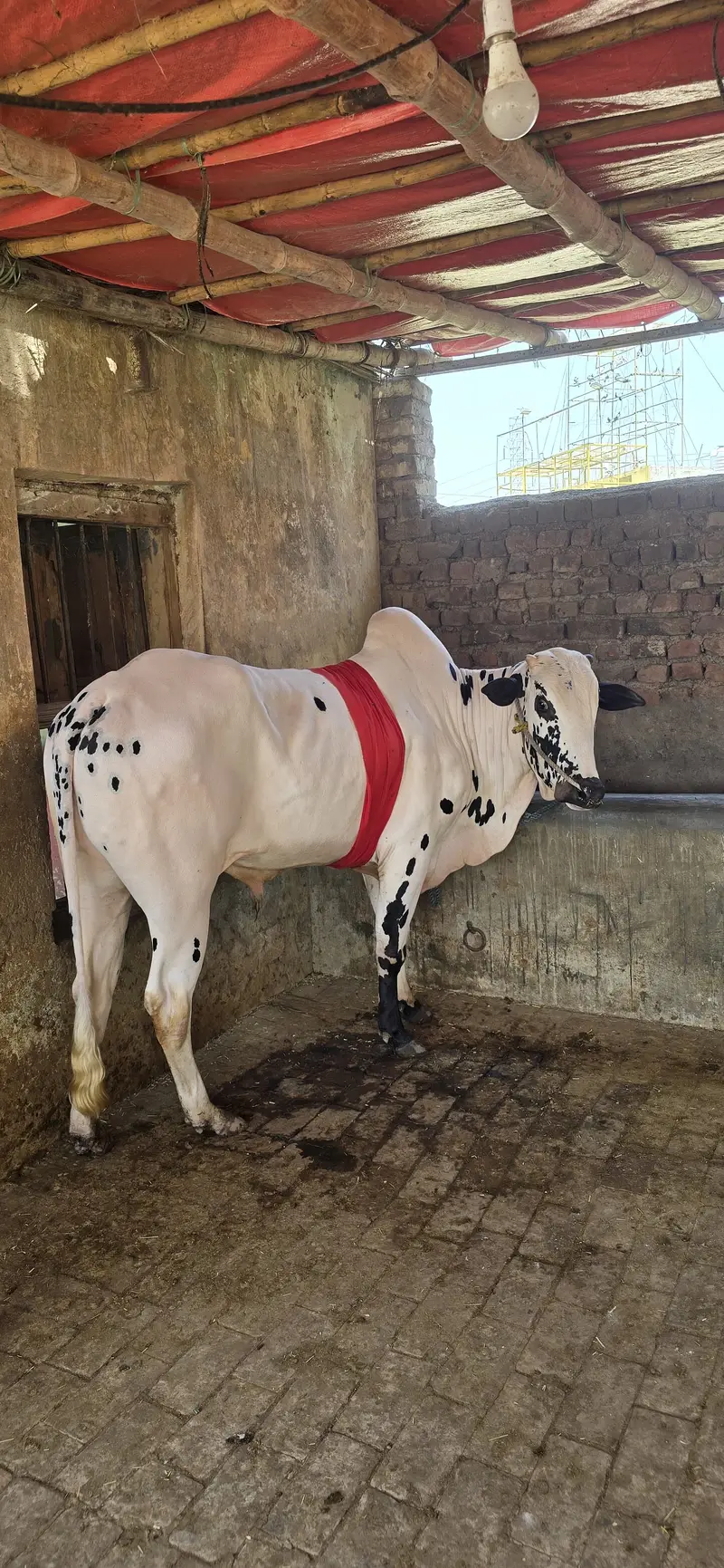 Pure fateh jangi breed — photo 4