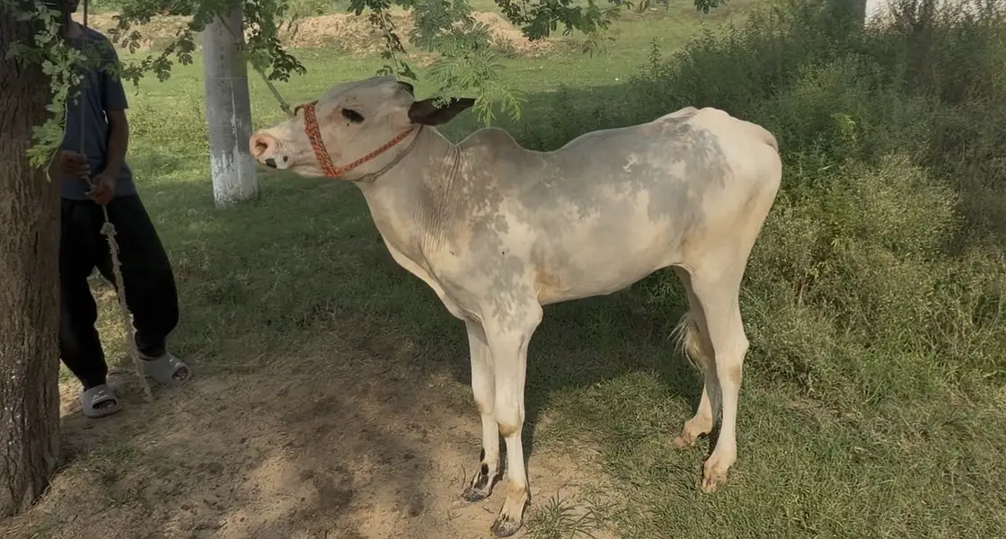 Pure fateh jangi breed — photo 5