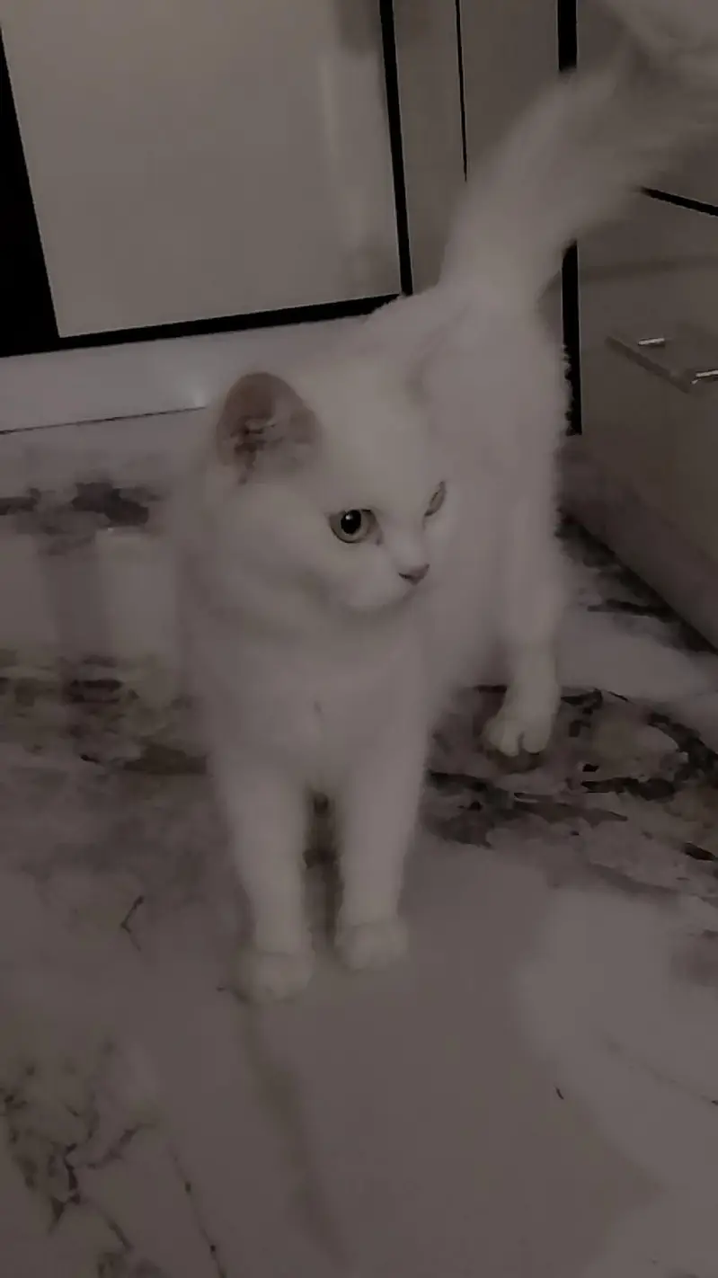 Persian cat — photo 4