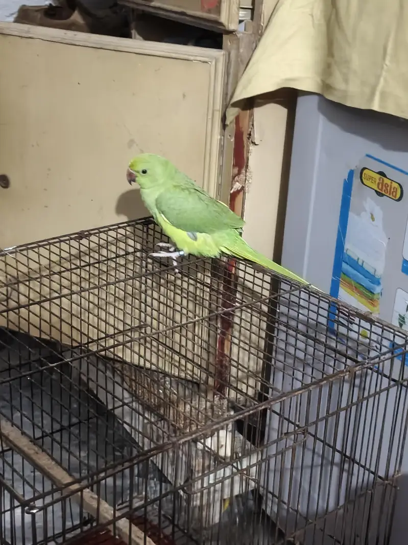 ak coctail k pair ha or ak ring nak cahik ring nak ki age 6 moth ha — photo 4
