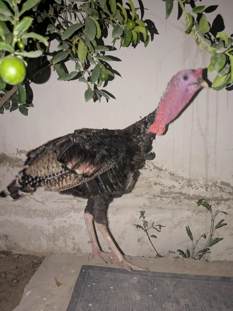 Turkey blue male — photo 7