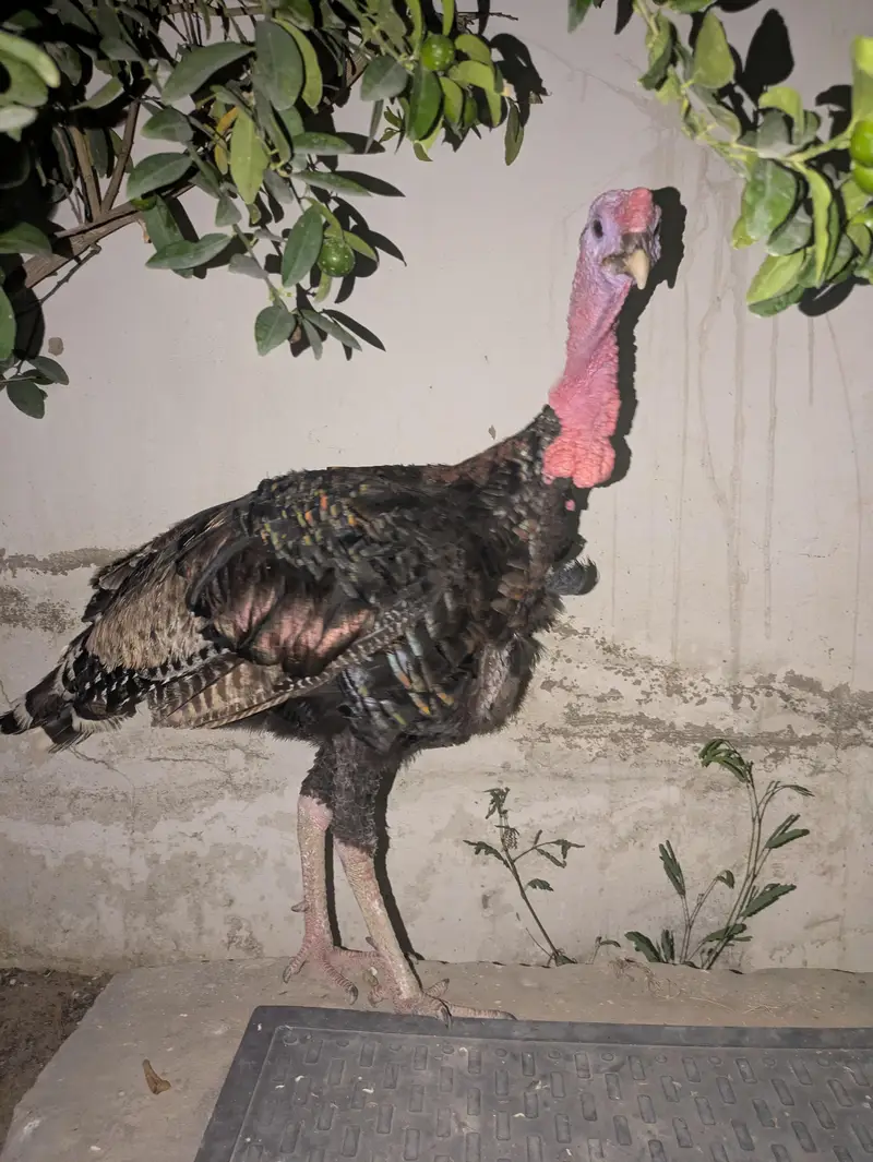 Turkey blue male — photo 8