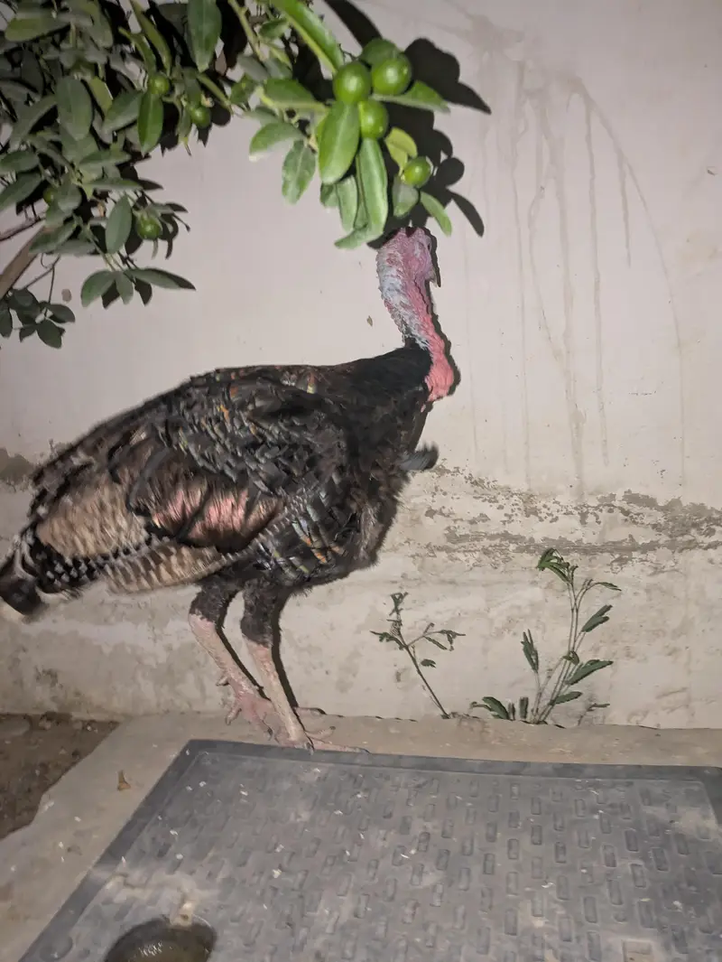 Turkey blue male — photo 9
