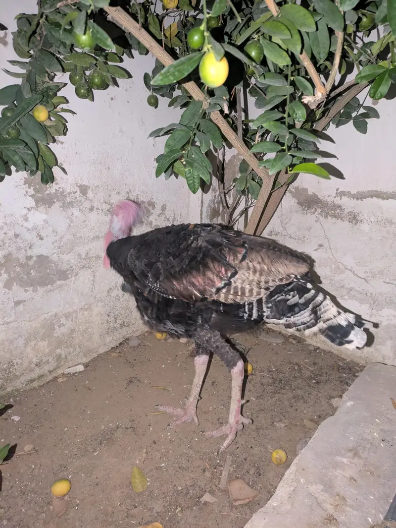 Turkey blue male — photo 10